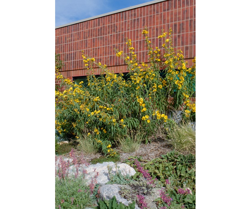 Maximilian Sunflower